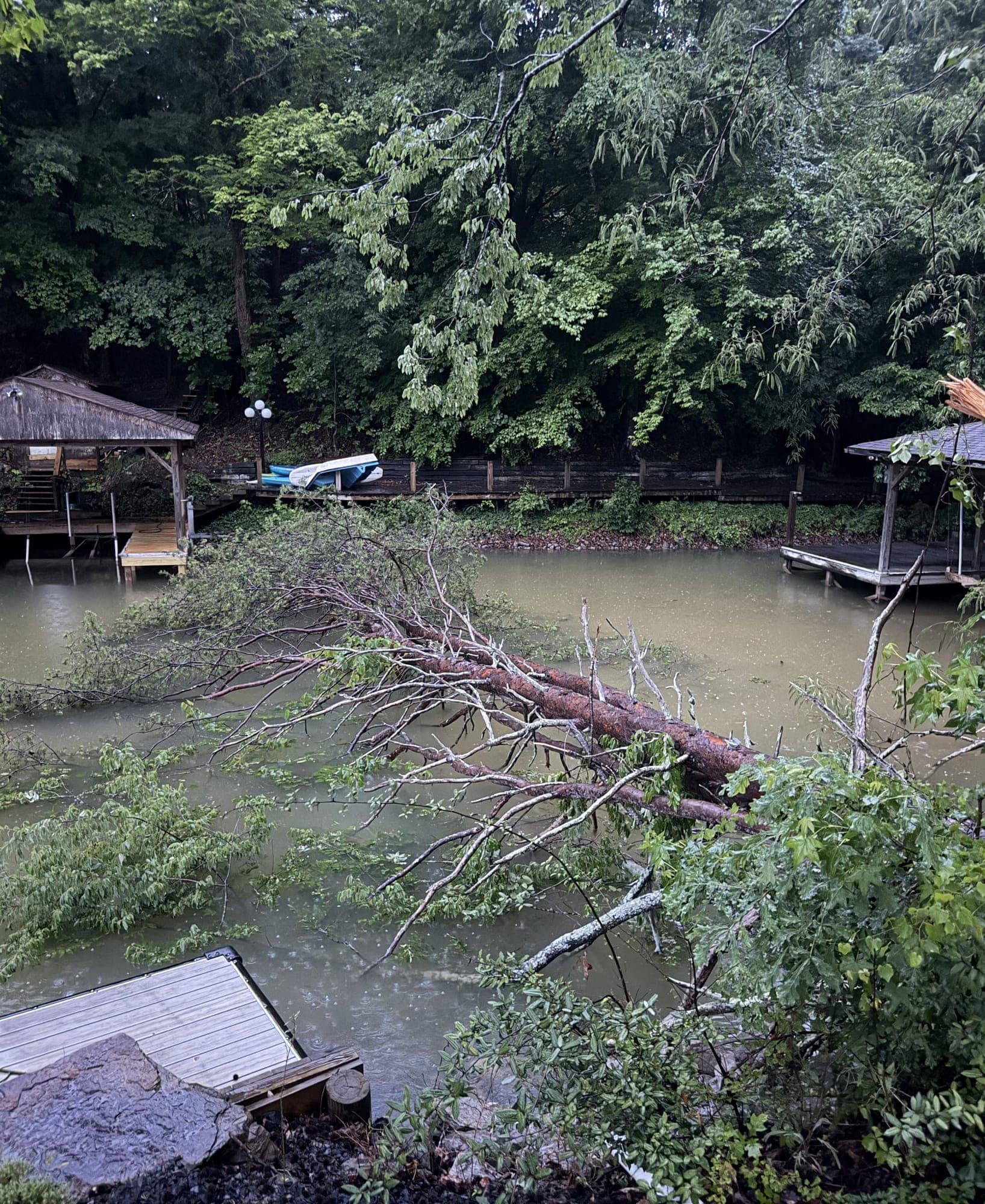 Large fallen tree in an East Tennessee cove next to boat docks after storm damage